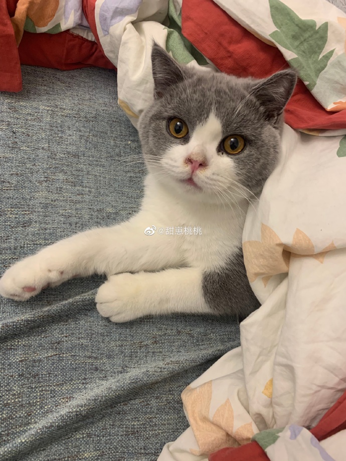 猫图片|宠物猫|猫咪|