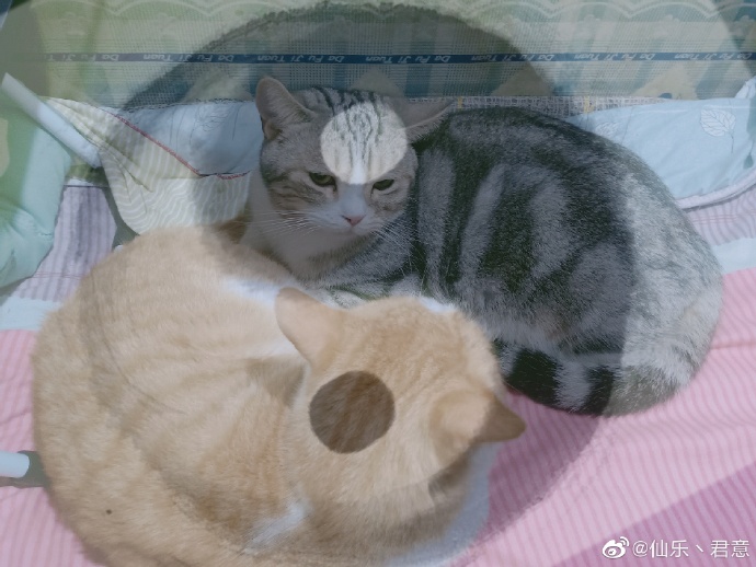 猫图片|宠物猫|猫咪|