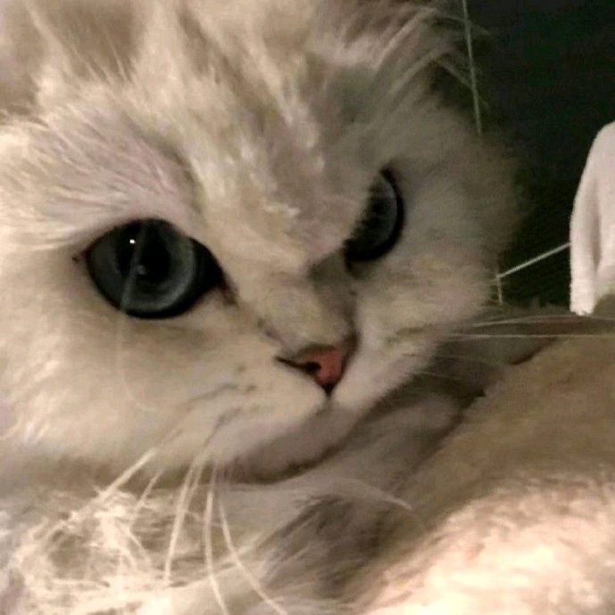 猫图片|宠物猫|猫咪|