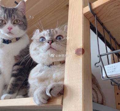 猫图片|宠物猫|猫咪|