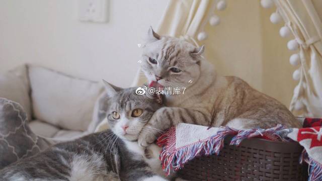 猫图片|宠物猫|猫咪|