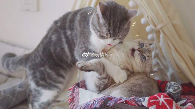 猫图片|宠物猫|猫咪|