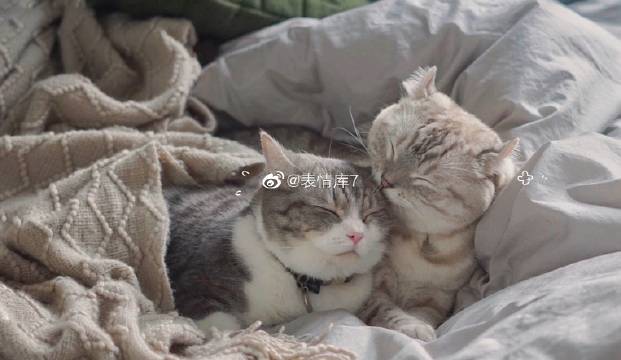 猫图片|宠物猫|猫咪|