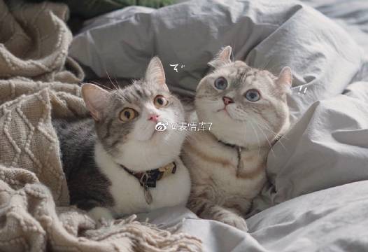 猫图片|宠物猫|猫咪|