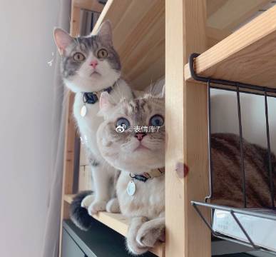 猫图片|宠物猫|猫咪|