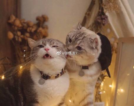 猫图片|宠物猫|猫咪|