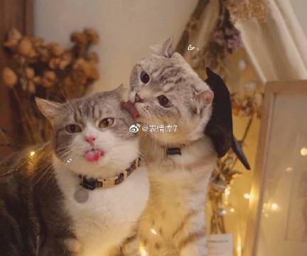 猫图片|宠物猫|猫咪|