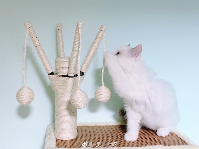 猫图片|宠物猫|猫咪|