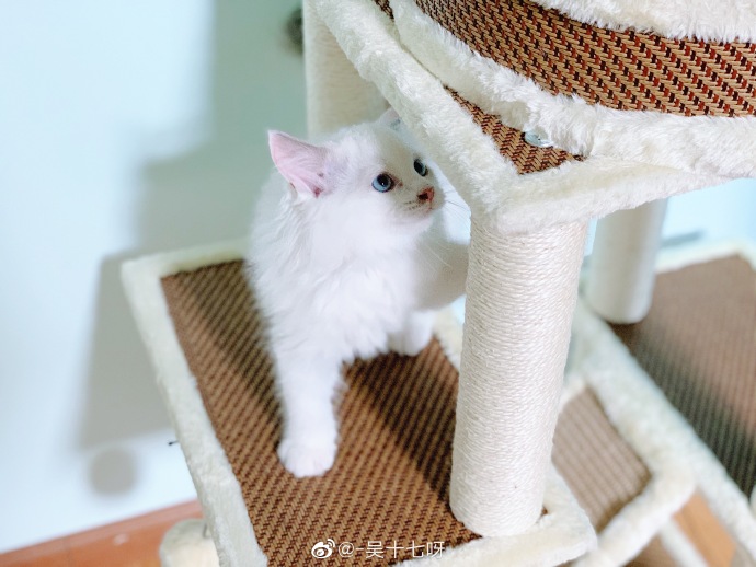 猫图片|宠物猫|猫咪|