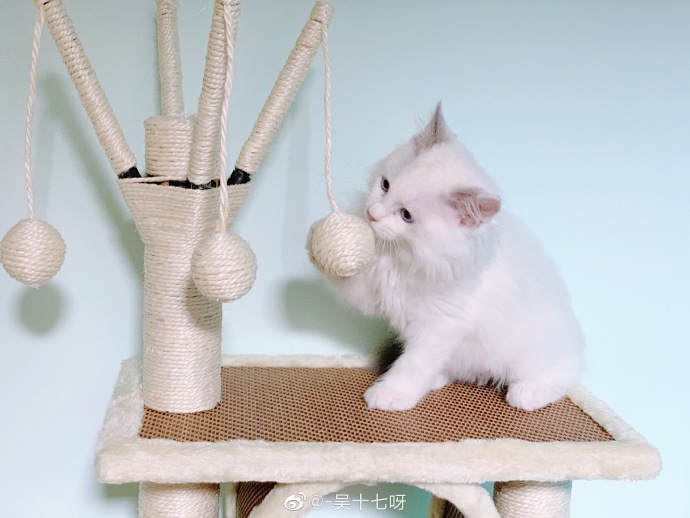 猫图片|宠物猫|猫咪|