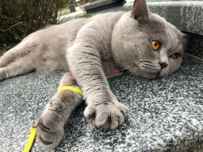 猫图片|宠物猫|猫咪|