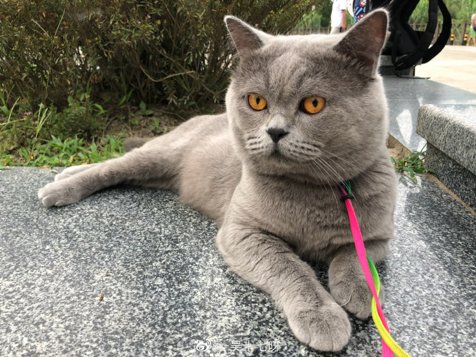 猫图片|宠物猫|猫咪|