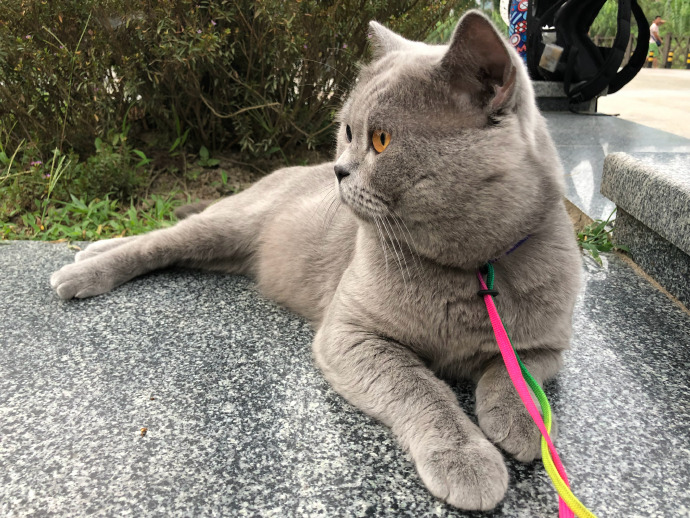 猫图片|宠物猫|猫咪|