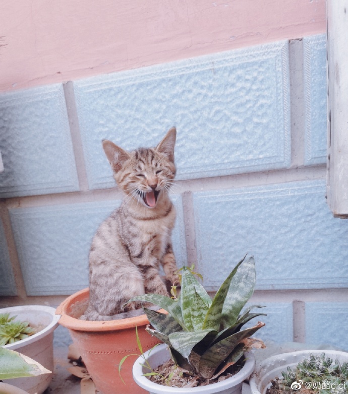 猫图片|宠物猫|猫咪|