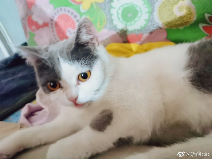 猫图片|宠物猫|猫咪|