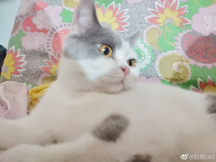 猫图片|宠物猫|猫咪|