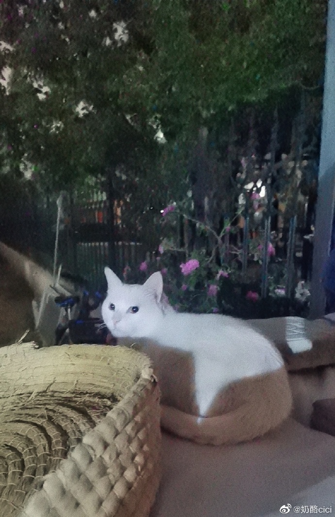 猫图片|宠物猫|猫咪|