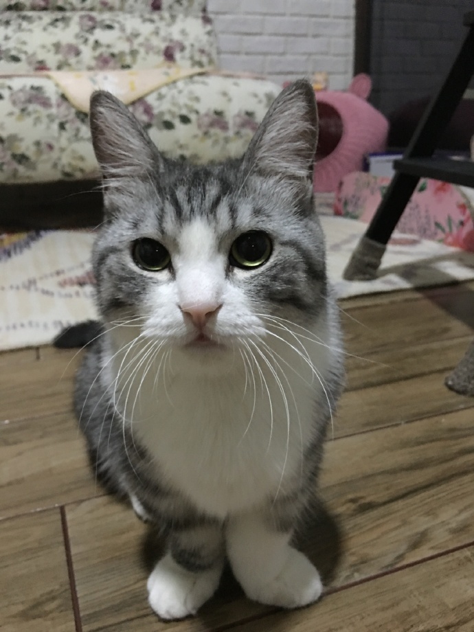 猫图片|宠物猫|猫咪|