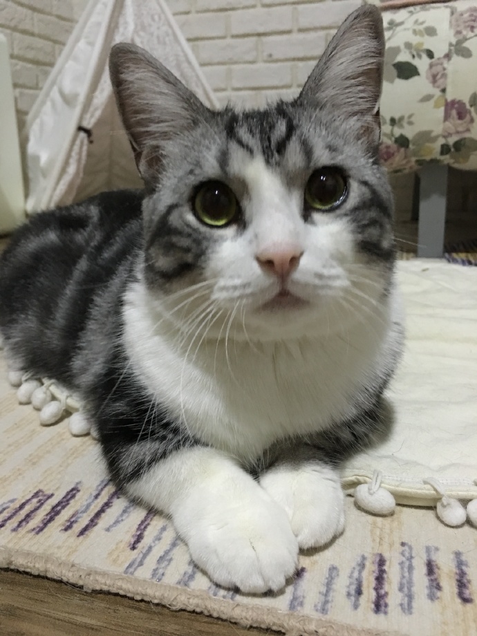 猫图片|宠物猫|猫咪|