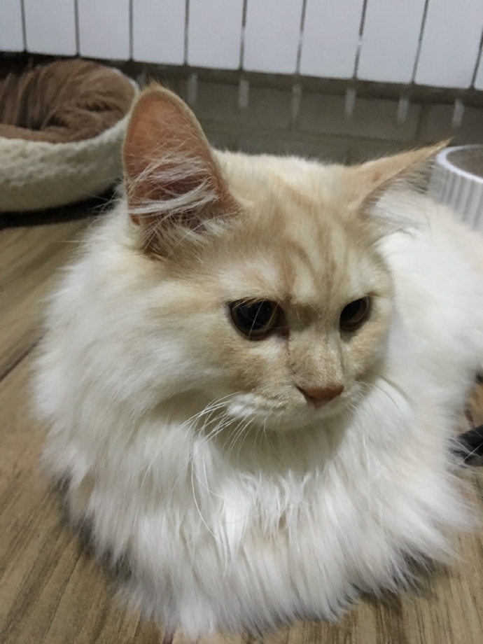 猫图片|宠物猫|猫咪|