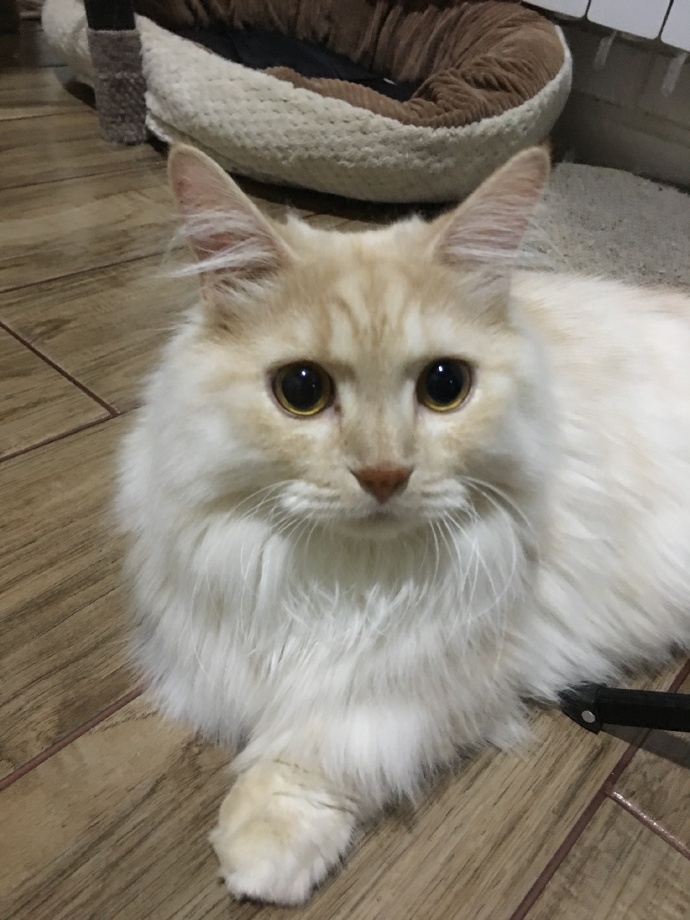 猫图片|宠物猫|猫咪|