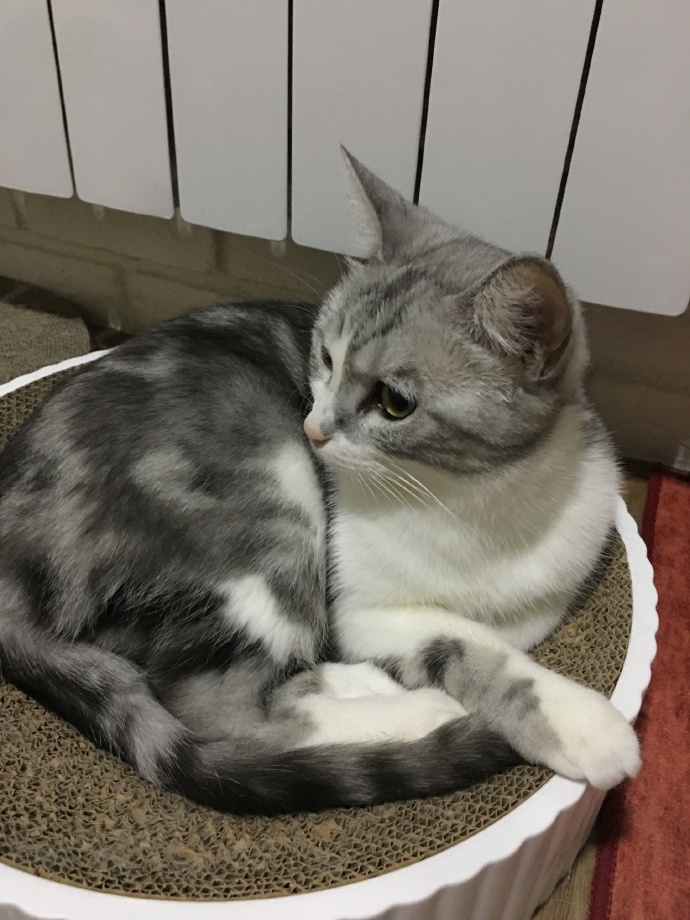 猫图片|宠物猫|猫咪|