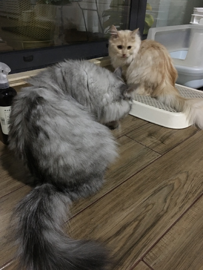 猫图片|宠物猫|猫咪|