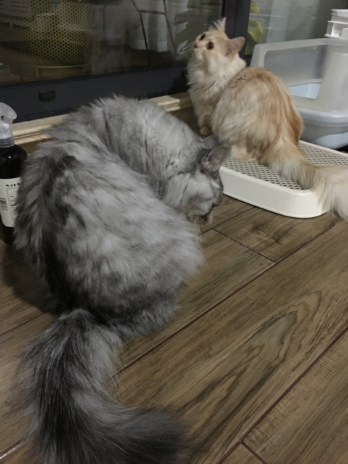 猫图片|宠物猫|猫咪|