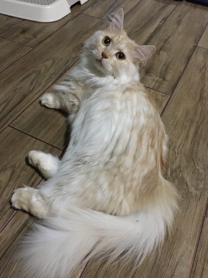 猫图片|宠物猫|猫咪|