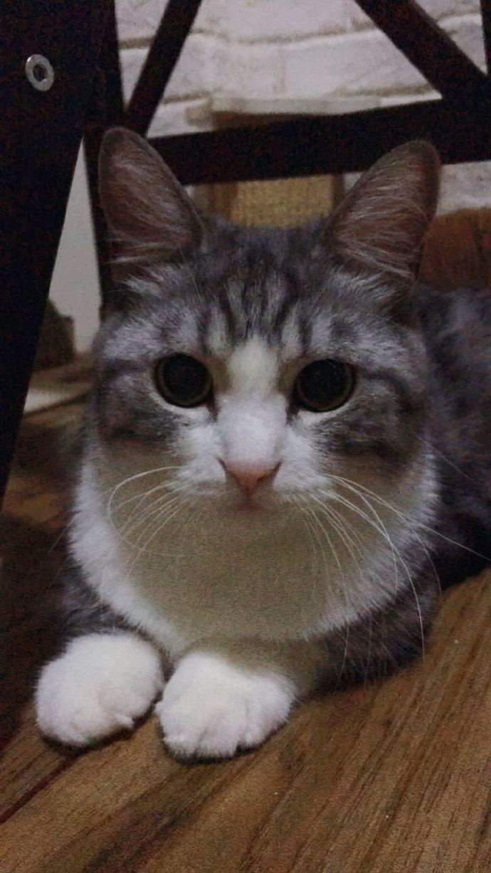 猫图片|宠物猫|猫咪|