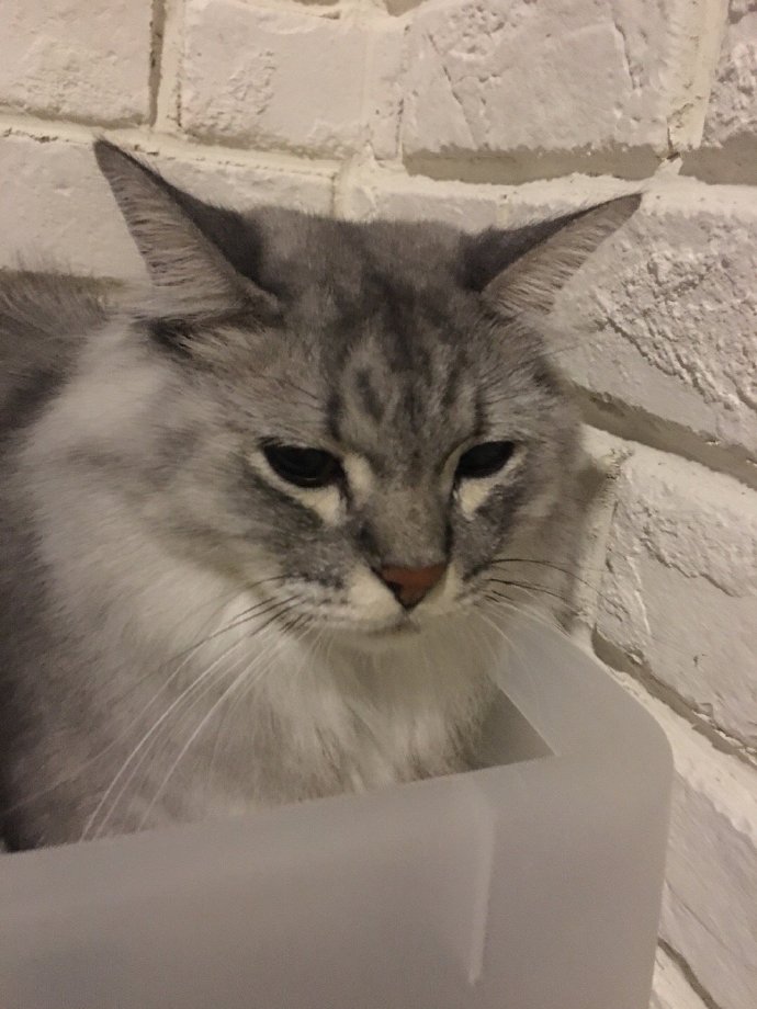 猫图片|宠物猫|猫咪|