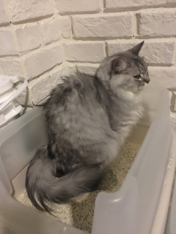 猫图片|宠物猫|猫咪|