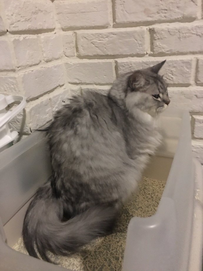 猫图片|宠物猫|猫咪|