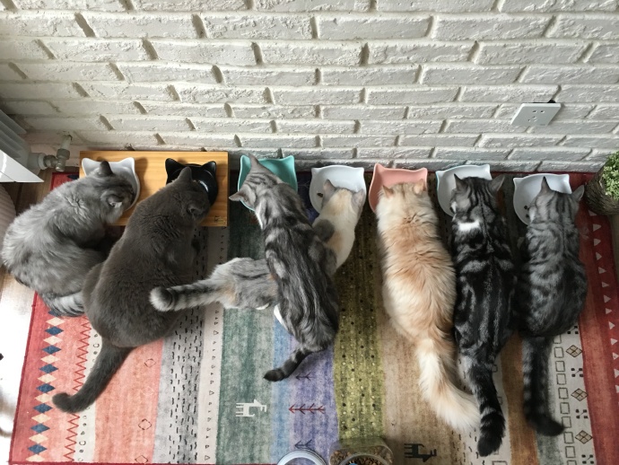 猫图片|宠物猫|猫咪|