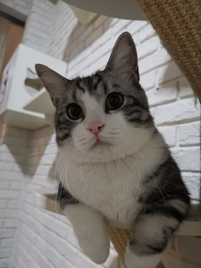 猫图片|宠物猫|猫咪|