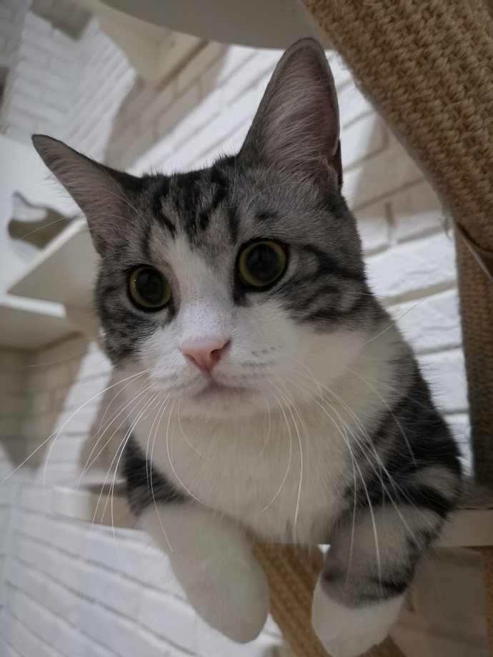 猫图片|宠物猫|猫咪|