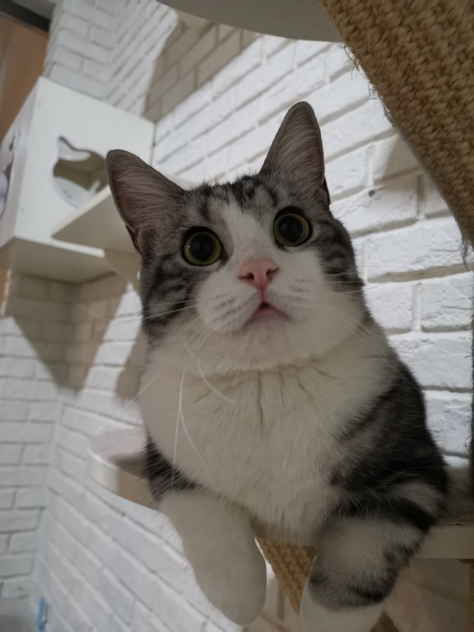 猫图片|宠物猫|猫咪|