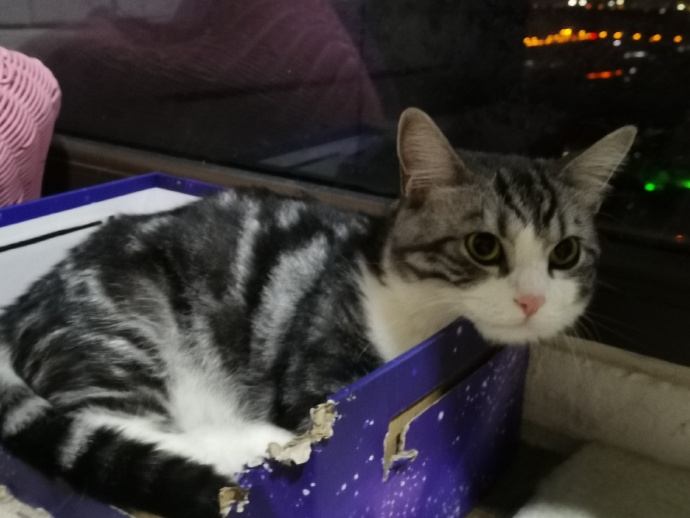 猫图片|宠物猫|猫咪|