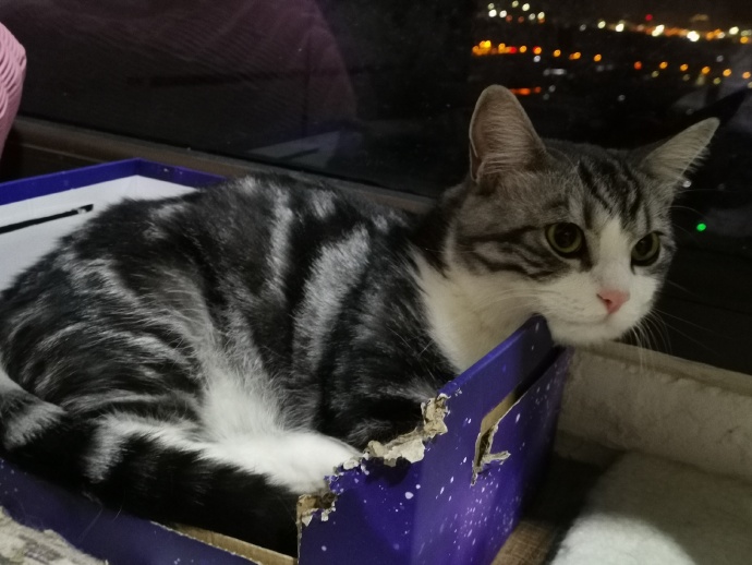 猫图片|宠物猫|猫咪|