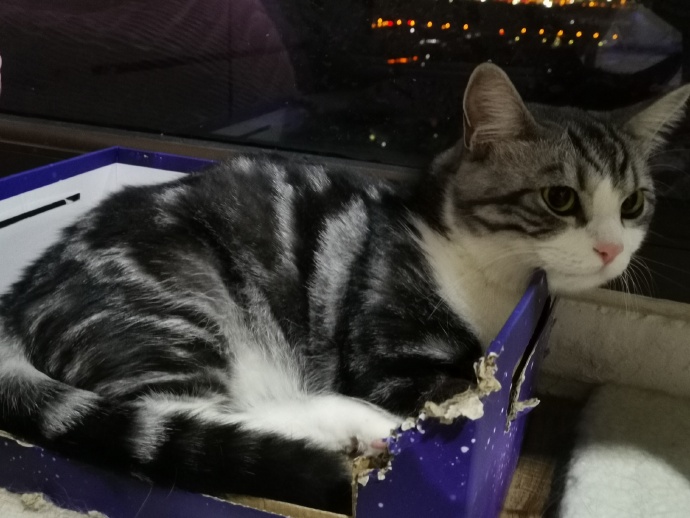 猫图片|宠物猫|猫咪|