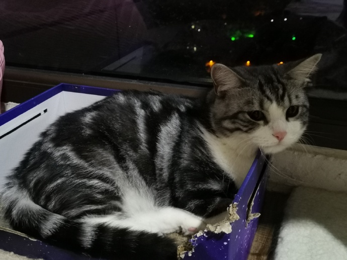 猫图片|宠物猫|猫咪|