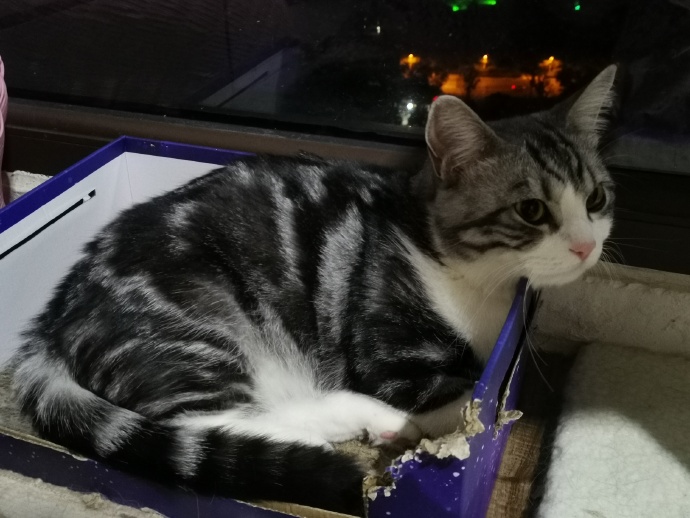 猫图片|宠物猫|猫咪|