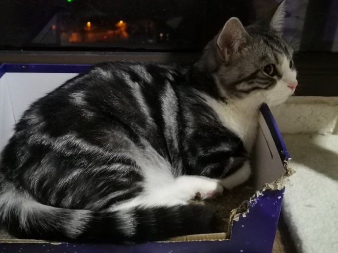 猫图片|宠物猫|猫咪|