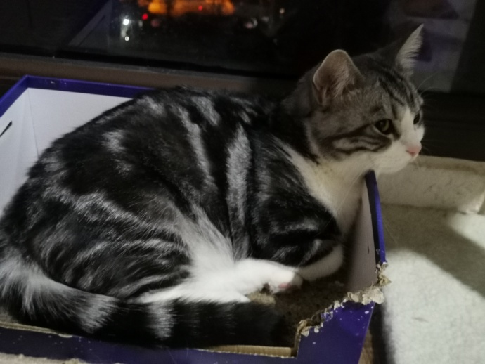 猫图片|宠物猫|猫咪|