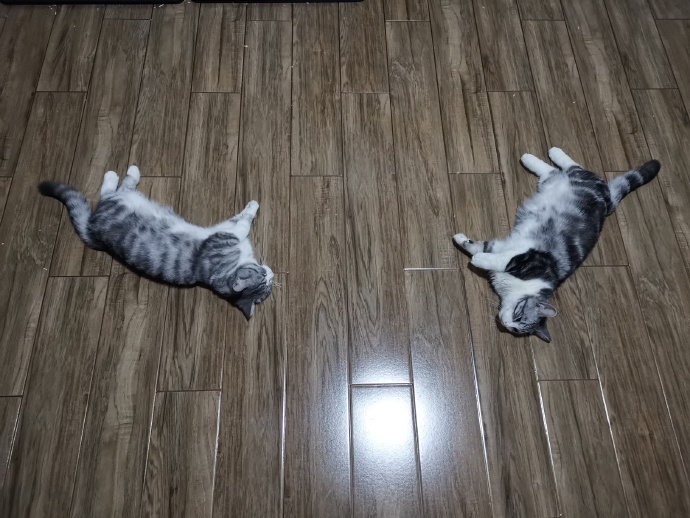 猫图片|宠物猫|猫咪|