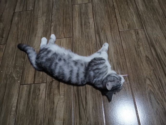 猫图片|宠物猫|猫咪|