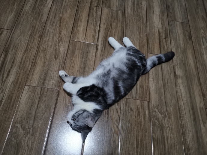 猫图片|宠物猫|猫咪|