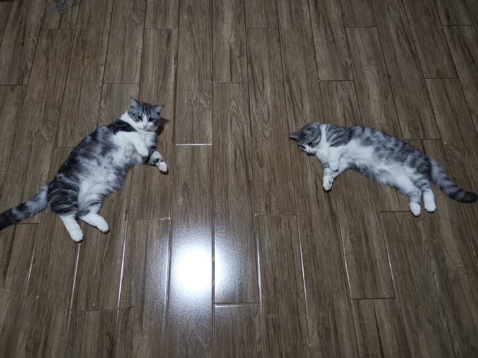 猫图片|宠物猫|猫咪|