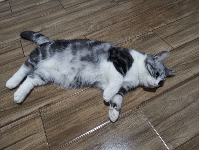 猫图片|宠物猫|猫咪|