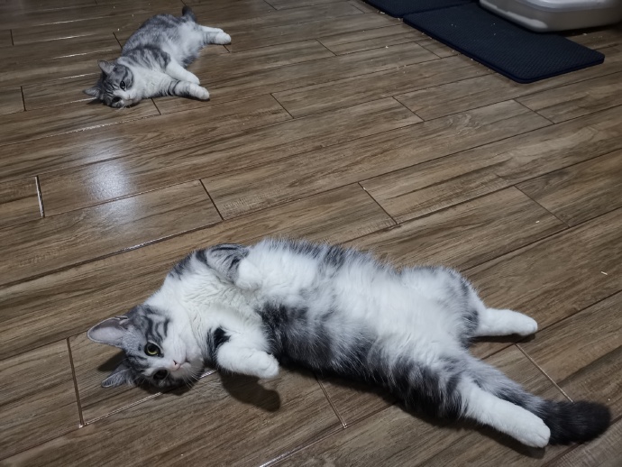 猫图片|宠物猫|猫咪|